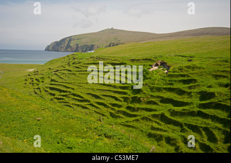 Erosione del terreno in pendenza sulla isola di Unst da uso regolare da pecora. Isole Shetland. SCO 7476 Foto Stock