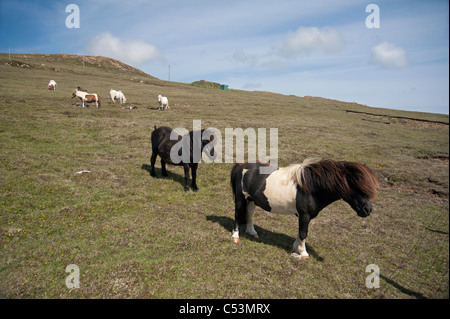 Pony Shetland pascolare sui pascoli di montagna, Baltasound, Unst, isole Shetland, Scozia. SCO 7480 Foto Stock