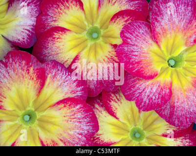 Close up di rosso e giallo Primrose. Foto Stock