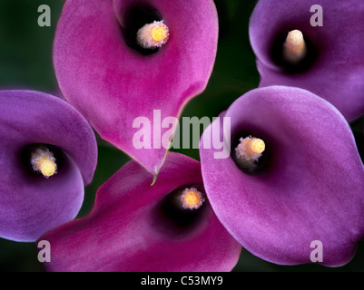 Close up Zantedeshia Calla Lily. Foto Stock