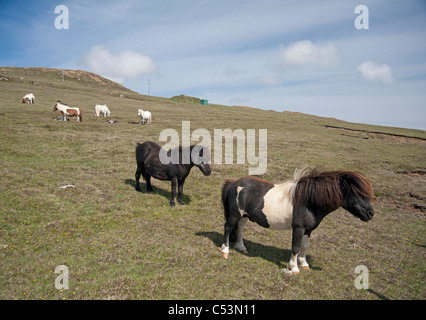 Pony Shetland pascolare sui pascoli di montagna, Baltasound, Unst, isole Shetland, Scozia. SCO 7482 Foto Stock