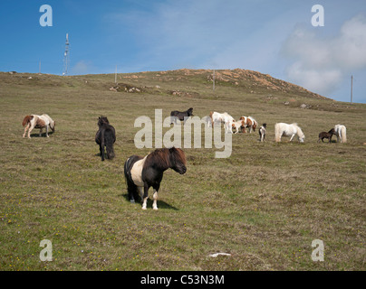 Pony Shetland pascolare sui pascoli di montagna, Baltasound, Unst, isole Shetland, Scozia. SCO 7483 Foto Stock