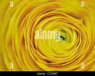 Close up di giallo ranunculus flower Foto Stock