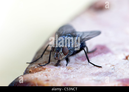 Bluebottle Calliphora vomitoria volare sui prodotti alimentari Foto Stock