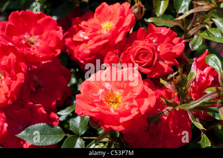 Rose mano nella mano 'Haraztec' Foto Stock