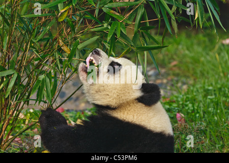 Orso Panda mangiare il bambù a Chengdu panda gigante centro di allevamento in Cina Sichuan Foto Stock