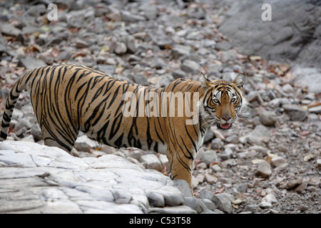 Tigre del Bengala dall'alto angolo contro uno sfondo di pietra nel bosco selvatico di Ranthambhore, India. ( Panthera Tigris ) Foto Stock