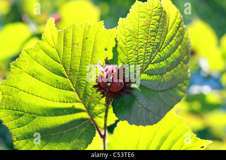 Rosso giovane nocciole chiudere fino nella foresta Foto Stock