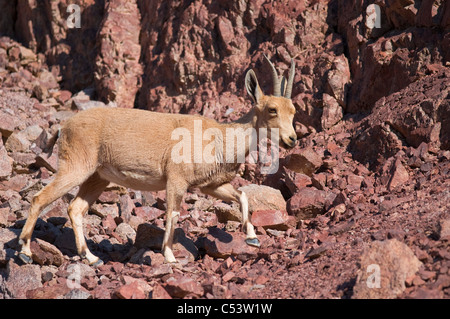Ibex Nubiano doe (Capra ibex nubiana); 'Masiv Eilat' riserva naturale, Israele Foto Stock