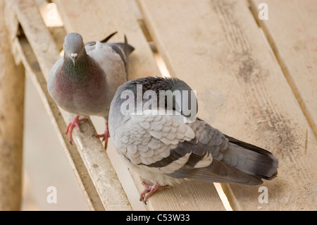 Due città Piccioni (Columba livia) sui ponteggi Foto Stock