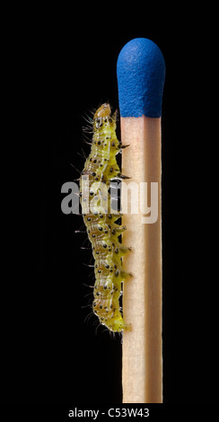 Non manipolato immagine (in formato digitale o altrimenti) di un minuscolo caterpillar (Mamestra brassicae) strisciando su una normale partita di sicurezza. Foto Stock