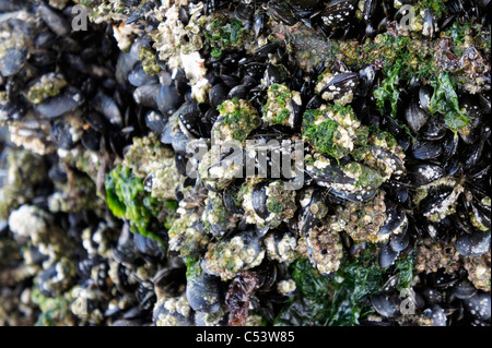 Weathered pier supporta alla spiaggia coperta in muscoli, alghe, di crostacei Foto Stock