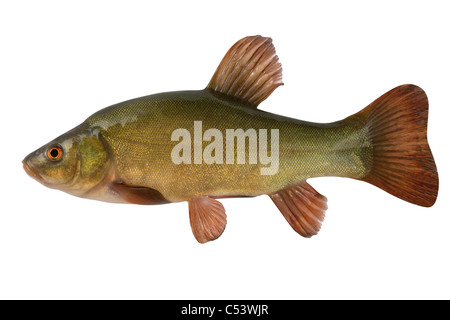 Tinche. Un pesce vicino. Isolato su uno sfondo bianco. Foto Stock