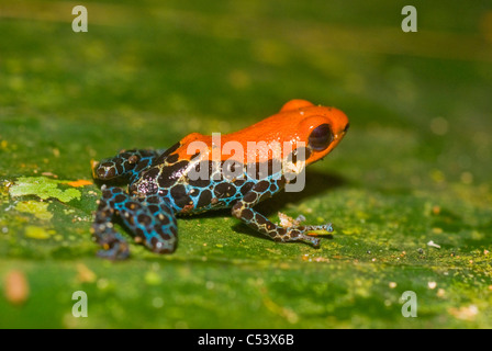 Veleno rosso (rana Dendrobates reticulatus) nella foresta amazzonica in Perù di Loreto Foto Stock