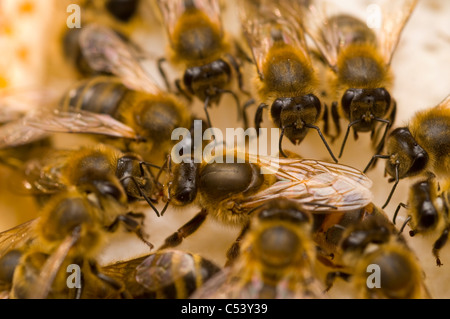 QUEEN BEE Honeybees Apis mellifera Foto Stock