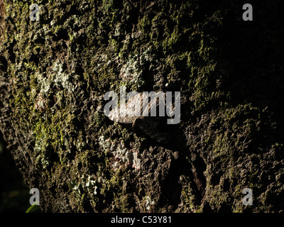 Il camuffamento: grigio cracker butterfly (Hamadryas februa) sul tronco di albero Foto Stock