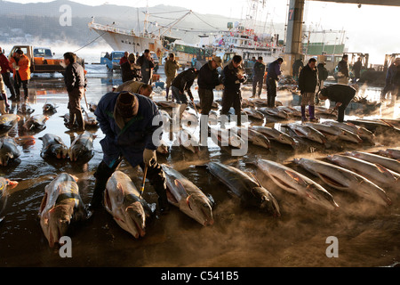 Pesce spada alla asta al mercato del pesce in Kesennuma City, Miyage-ken, Giappone. Foto Stock