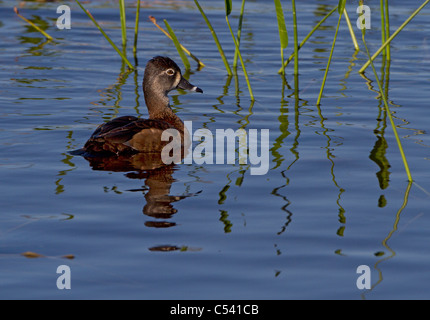 Anello di anatra collo (Aythya collaris) Foto Stock