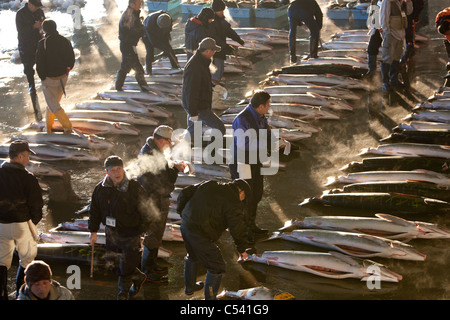 Pesce spada alla asta al mercato del pesce in Kesennuma City, Miyage-ken, Giappone. Foto Stock