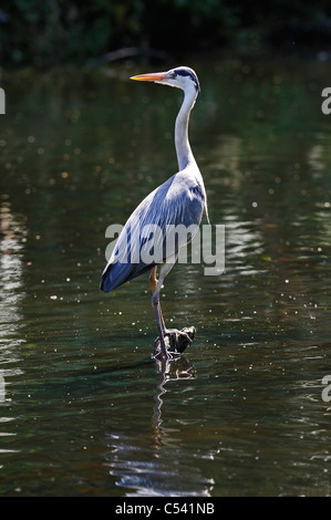 Adulto airone cenerino in attesa su un ramo caduto in un lago per un pesce a venire. Foto Stock