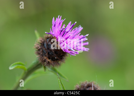 Fioritura viola thistle Foto Stock