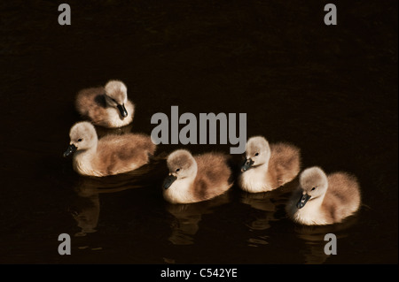 Giovani cygnets sull'acqua scura della Oxford Canal in primavera. Foto Stock