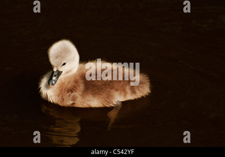 Giovani cygnets sull'acqua scura della Oxford Canal in primavera. Foto Stock