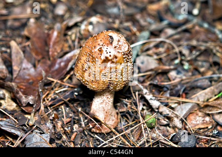 Un piccolo fungo nel terreno. Foto Stock