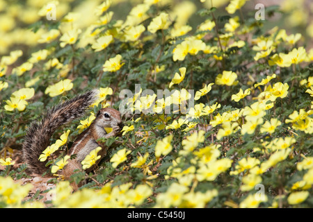 Scoiattolo di terra, Xerus inauris, in Devil's thorn fiori, Kgalagadi Parco transfrontaliero, Northern Cape, Sud Africa Foto Stock