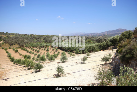 Il frutteto di oliva in Grecia Foto Stock