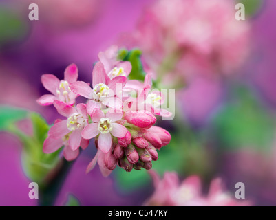 Close up del re Edward fioritura corrente (ribes Sanguineum). Oregon Foto Stock