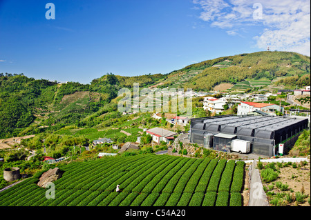 La piantagione di tè, Alishan Parco Nazionale di Scenic Area, Chiayi, Taiwan Foto Stock