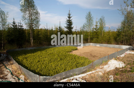 Inventario degli alberelli di abete rosso ( picea abies ) nell' area di stoccaggio . In attesa della piantagione . Recinzione metallica per proteggere gli alberelli dai roditori, Finlandia Foto Stock