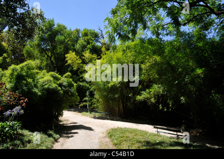 Bella estate scena, con bambù, Lisbona giardino botanico, Principe Real, Lisbona, Portogallo Foto Stock