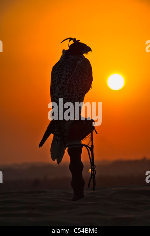 Falcone da caccia al tramonto nel deserto Foto Stock