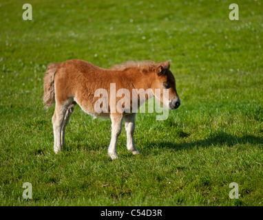 Pony Shetland puledro Sumburgh Isole del Nord, Scozia. SCO 7535 Foto Stock