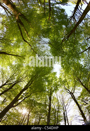 Gli alberi forestali Surrey UK Foto Stock