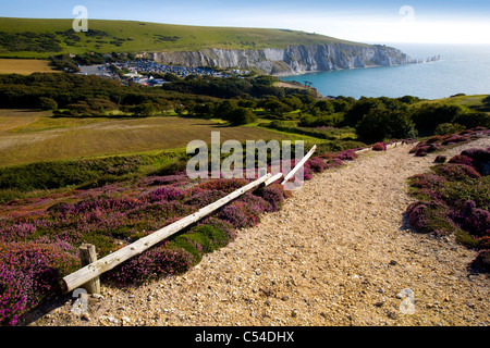 Headon Warren, allume Bay, aghi, ginestre, Isle of Wight, Inghilterra, Regno Unito, West Wight Foto Stock