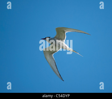 Arctic Tern in volo sopra la sua nidificazione estiva sulla terra le Isole Shetland. SCO 7546 Foto Stock
