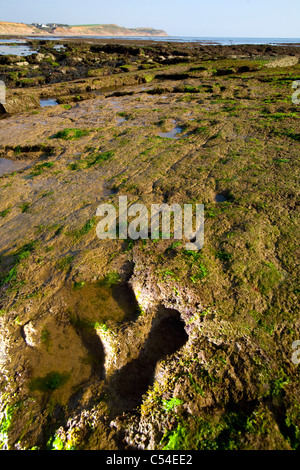 Piattaforma a taglio d'onda, Fossil, Paleontologia, Dinosauro, Iguanodon, Footprint, Compton Bay, Isola di Wight, Inghilterra, Regno Unito, spiaggia,fossili,125,milioni, Foto Stock