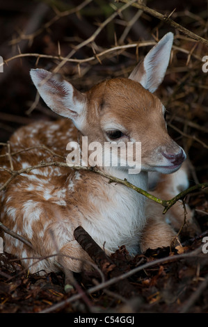 Un giovane daino feed da sua madre al Deen Castle Country Park a Kilmarnock, Ayrshire, in Scozia. Foto Stock