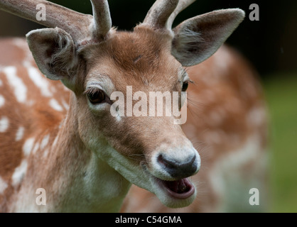 Un giovane daino feed da sua madre al Deen Castle Country Park a Kilmarnock, Ayrshire, in Scozia. Foto Stock