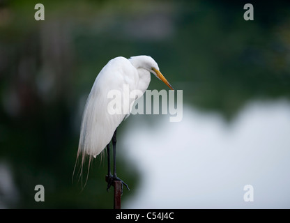 Grande airone bianco appollaiata Foto Stock