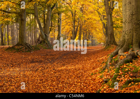 L antico faggio avenue entro Harlestone Firs visualizzazione dorate ricche di colori autunnali sul bordo di Northampton, Northamptonshire, Inghilterra Foto Stock