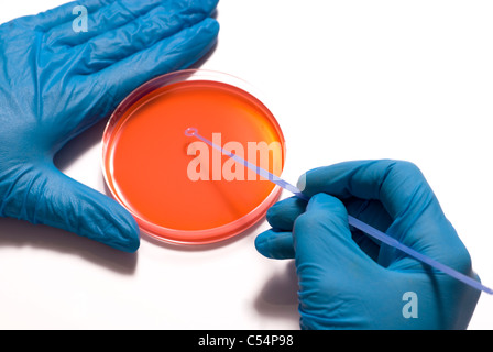 Mani guantate striatura di una piastra di petri con un loop di inoculazione isolato su uno sfondo bianco con spazio per il testo o sfinestratura Foto Stock