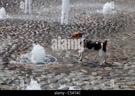 Jack Russell Terrier giocando con le fontane, University Square - Rostock Germania Foto Stock