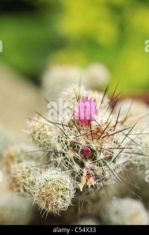 La mamillaria zeilmanniana, comunemente conosciuta come il cactus del Pincushion della Rosa è corposo morbido, lucido, verde e globulare con un germoglio del fiore di colore rosa peeping in vista. Foto Stock