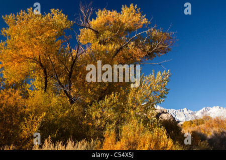 Alberi autunnali con le montagne sullo sfondo, Alabama Hills, Lone Pine, CALIFORNIA, STATI UNITI D'AMERICA Foto Stock