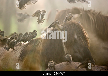 I Paesi Bassi, Lelystad, Parco Nazionale chiamato Oostvaarders Plassen. Per gli storni seduti sui cavalli Konik. Foto Stock