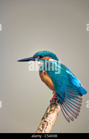 I Paesi Bassi, Lelystad, Parco Nazionale chiamato Oostvaarders Plassen. Common Kingfisher appollaiato sul ramo. ( Alcedo atthis ) Foto Stock